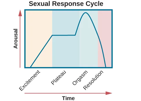 Line graph titled 'Sexual Response Cycle' with 'Arousal' on the vertical axis and 'Time' on the horizontal axis. A single curve rises gradually through the Excitement phase (beige), levels off during the Plateau phase (light blue), peaks sharply at Orgasm, then drops steeply through the Resolution phase (pink). Each phase is labeled along the bottom of the graph.