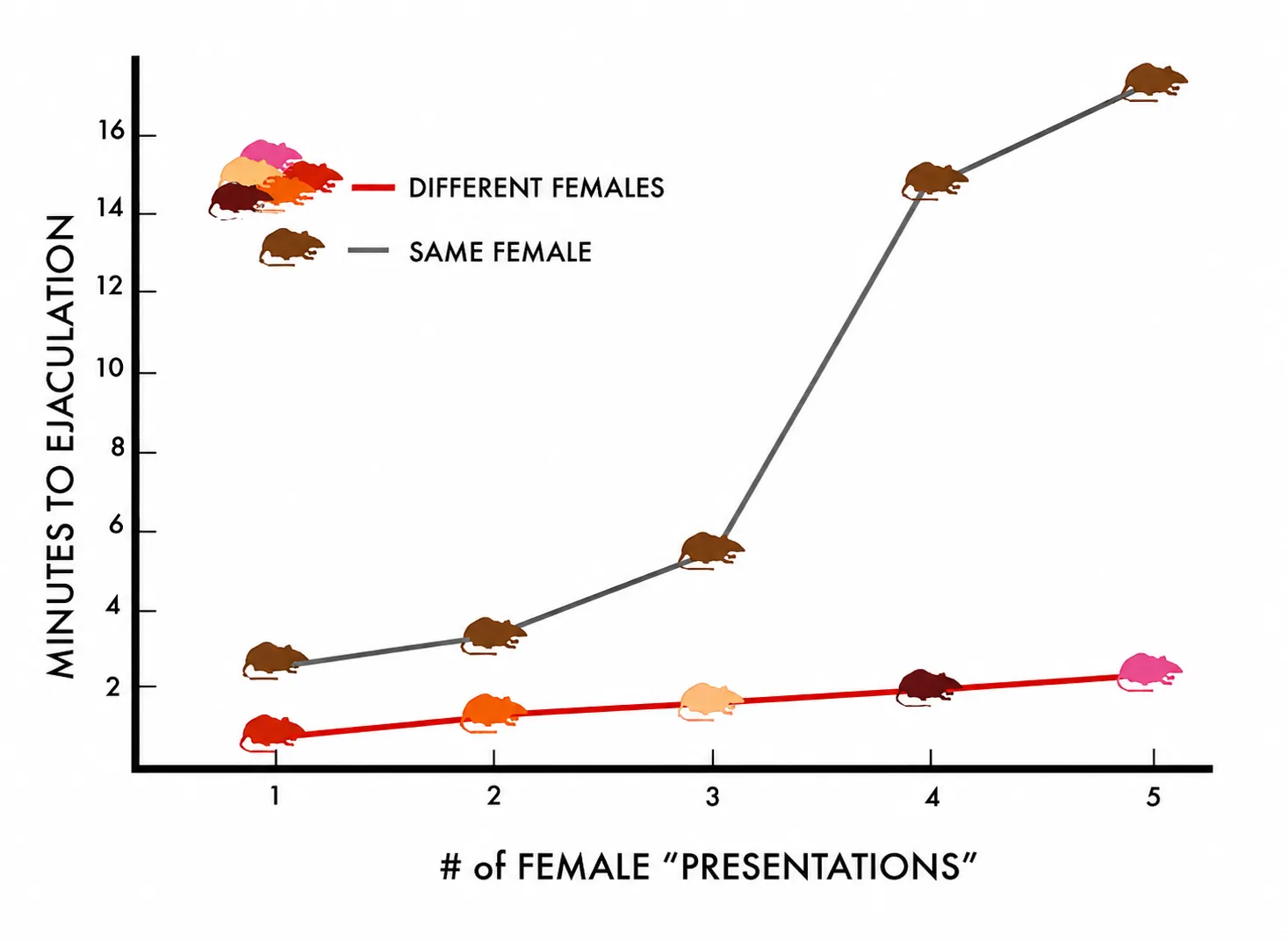 Graph showing male rats' renewed mating activity when a new female is introduced.