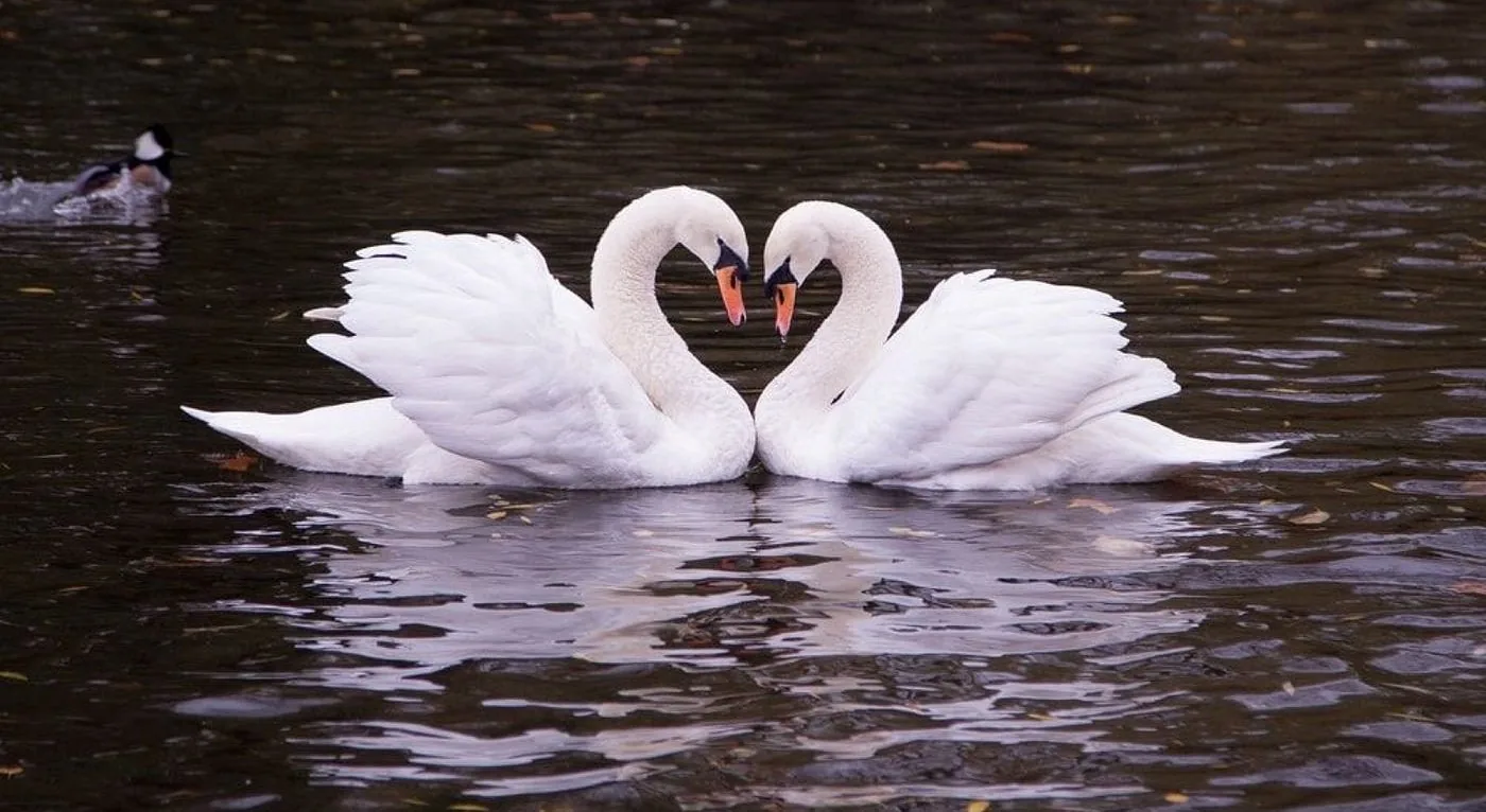 A pair of birds together during mating season.