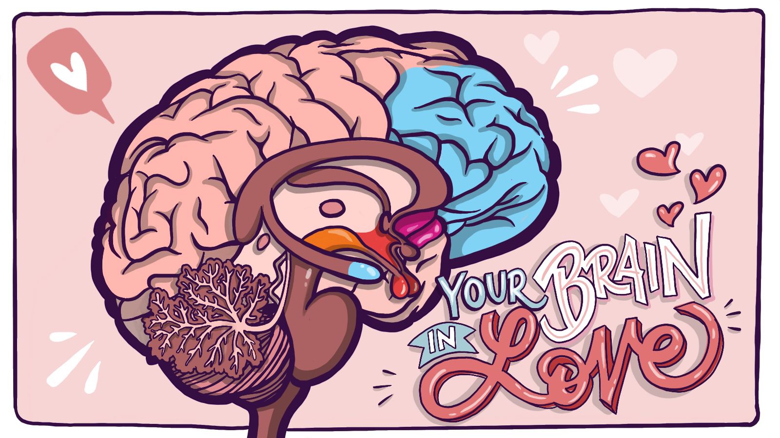 Illustration of the brain highlighting the reward-related regions that become active during the attraction stage of love.
