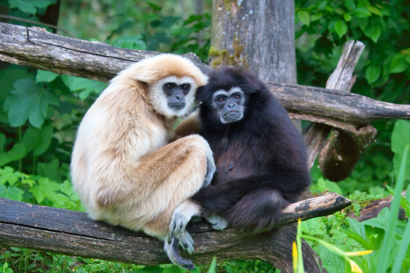 A couple sharing a close, affectionate moment, illustrating the human tendency to form lasting pair bonds.