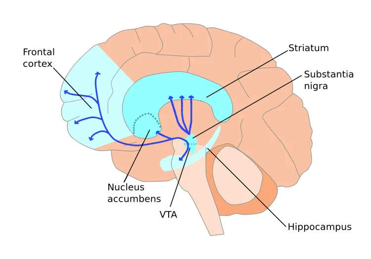 Diagram of the brain's reward and pleasure network, the same circuitry involved in both romantic love and addiction.