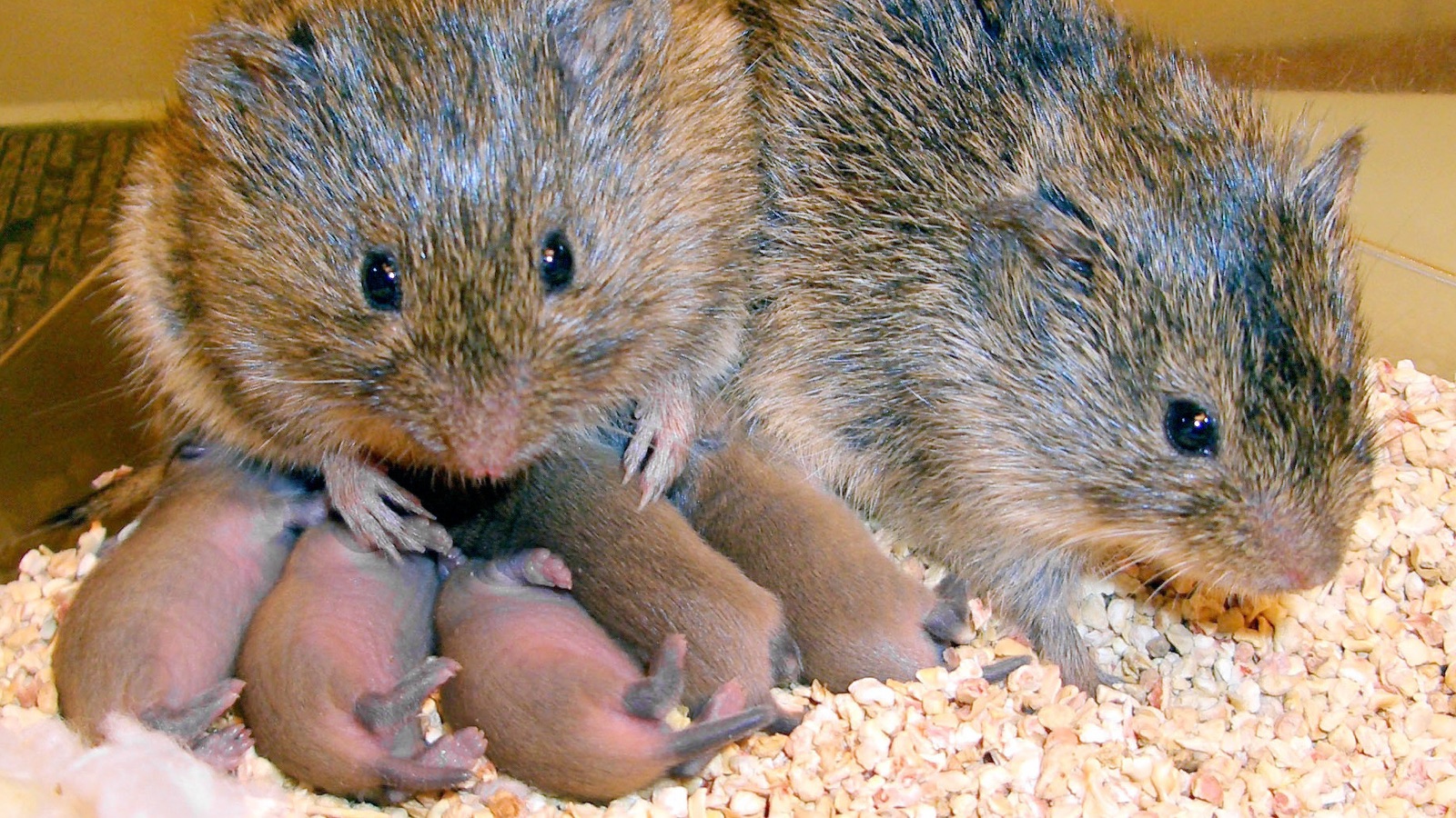 Two prairie voles huddled together, an animal species known for forming lasting pair bonds.