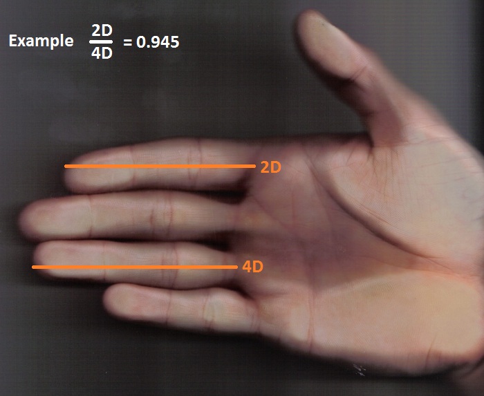 A hand with the index finger and ring finger marked, illustrating how to measure the 2D:4D digit ratio.