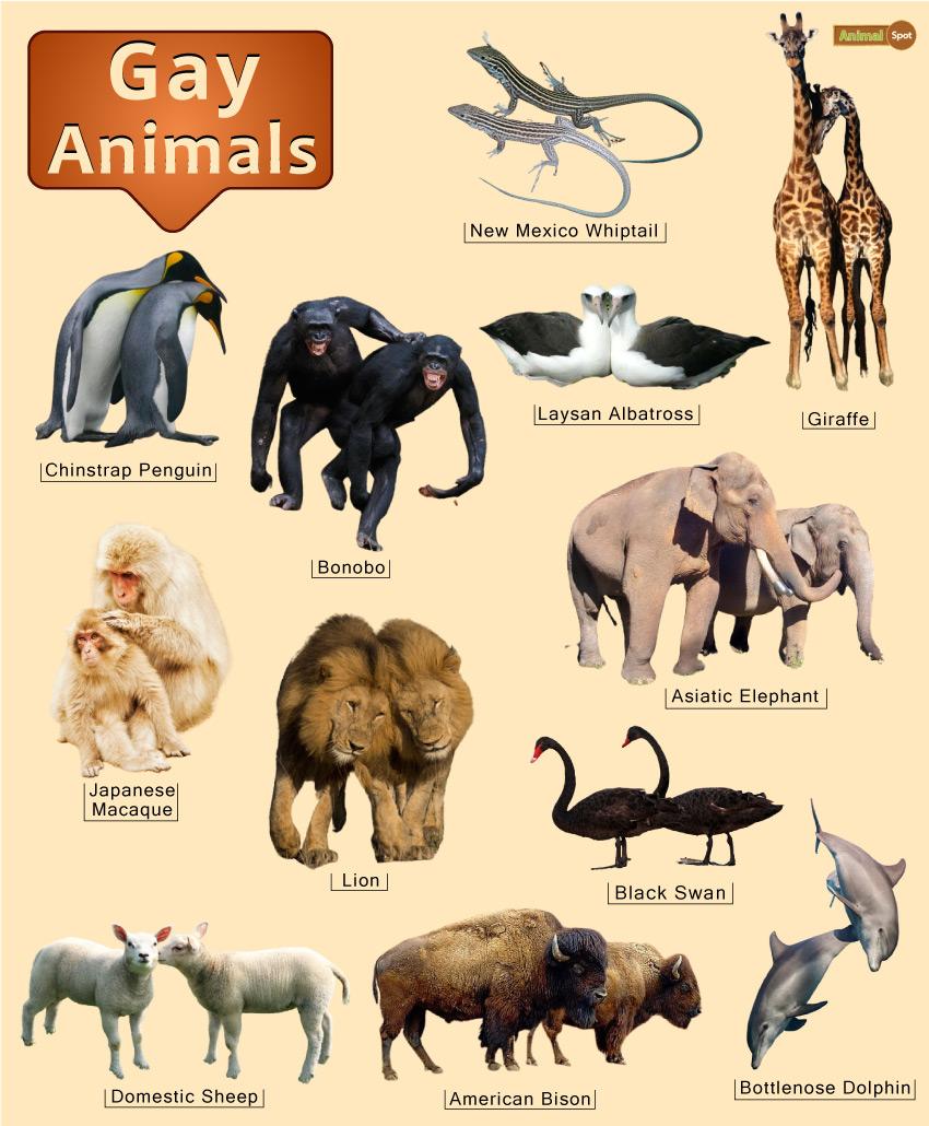 A labeled educational poster titled 'Gay Animals' showing same-sex pairs across many species, including chinstrap penguins, bonobos, Laysan albatrosses, giraffes, lions, Japanese macaques, Asiatic elephants, black swans, sheep, bison, and bottlenose dolphins.