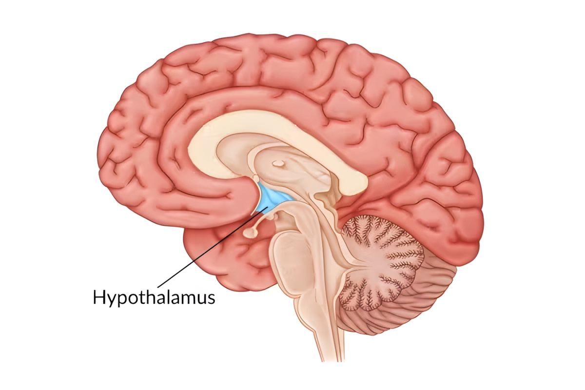 A diagram of the human brain highlighting the hypothalamus, a small region involved in regulating sexual behavior.