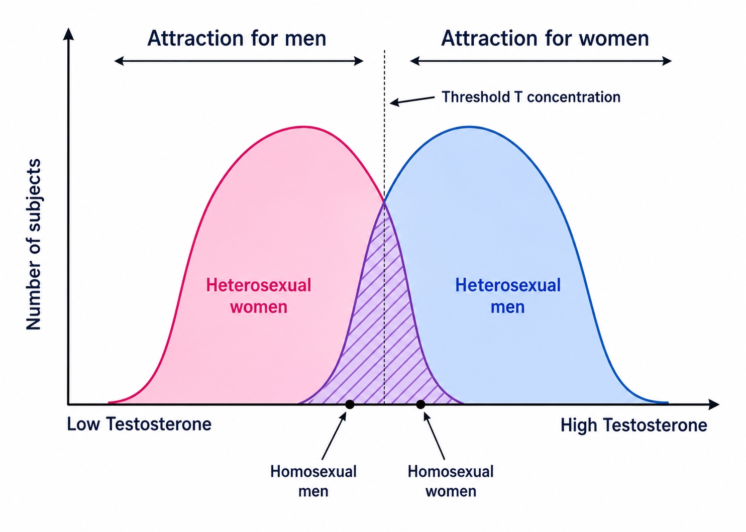 A diagram of prenatal hormone theory showing how higher or lower androgen exposure before birth is linked to attraction to women (gynephilic) or men (androphilic).