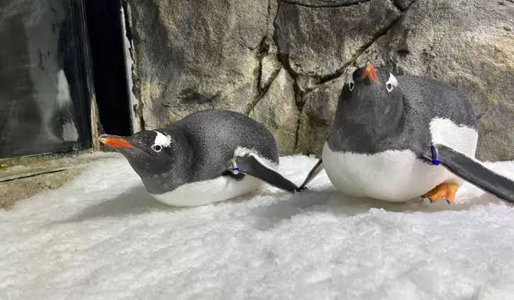 Two gentoo penguins standing close together on snow, representing the same-sex penguin pair Sphen and Magic.