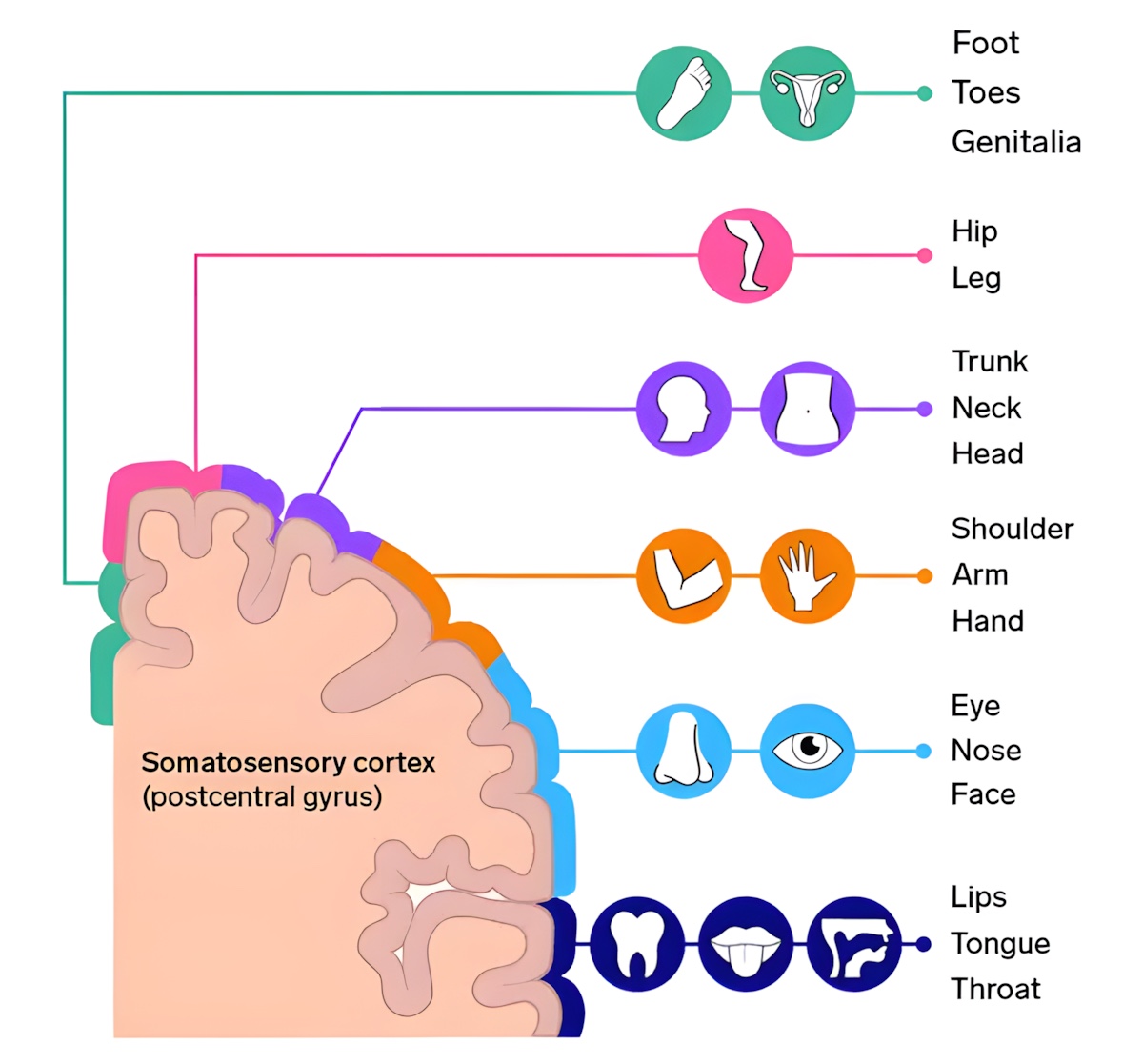 A diagram of the somatosensory cortex 'homunculus' showing that the brain region for the feet sits next to the region for the genitals.