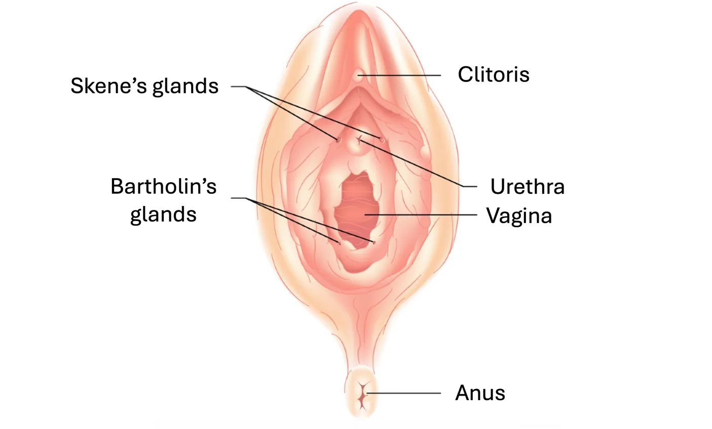 A diagram showing the location of the Bartholin's glands near the bottom of the vaginal opening and the Skene's glands on either side of the urethra.