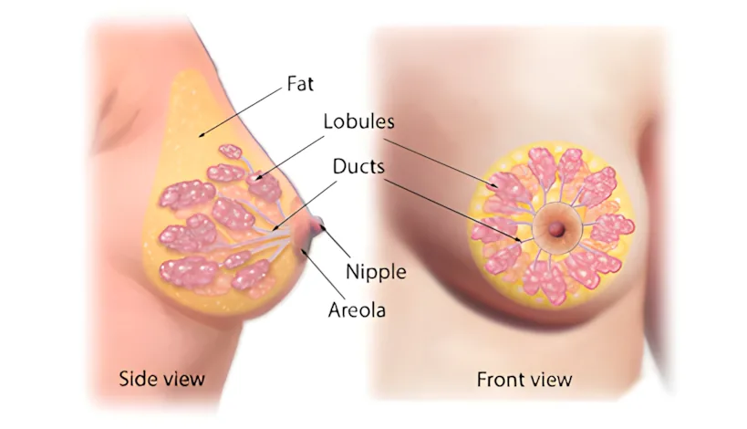 A cross-section diagram of the internal breast structure showing the lobes, alveoli, ducts, fatty tissue, and nipple.