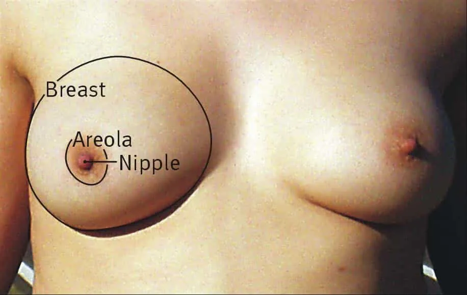 A diagram of the external breast showing the nipple at the center surrounded by the areola, with labels for Montgomery glands visible as small bumps on the areola surface.