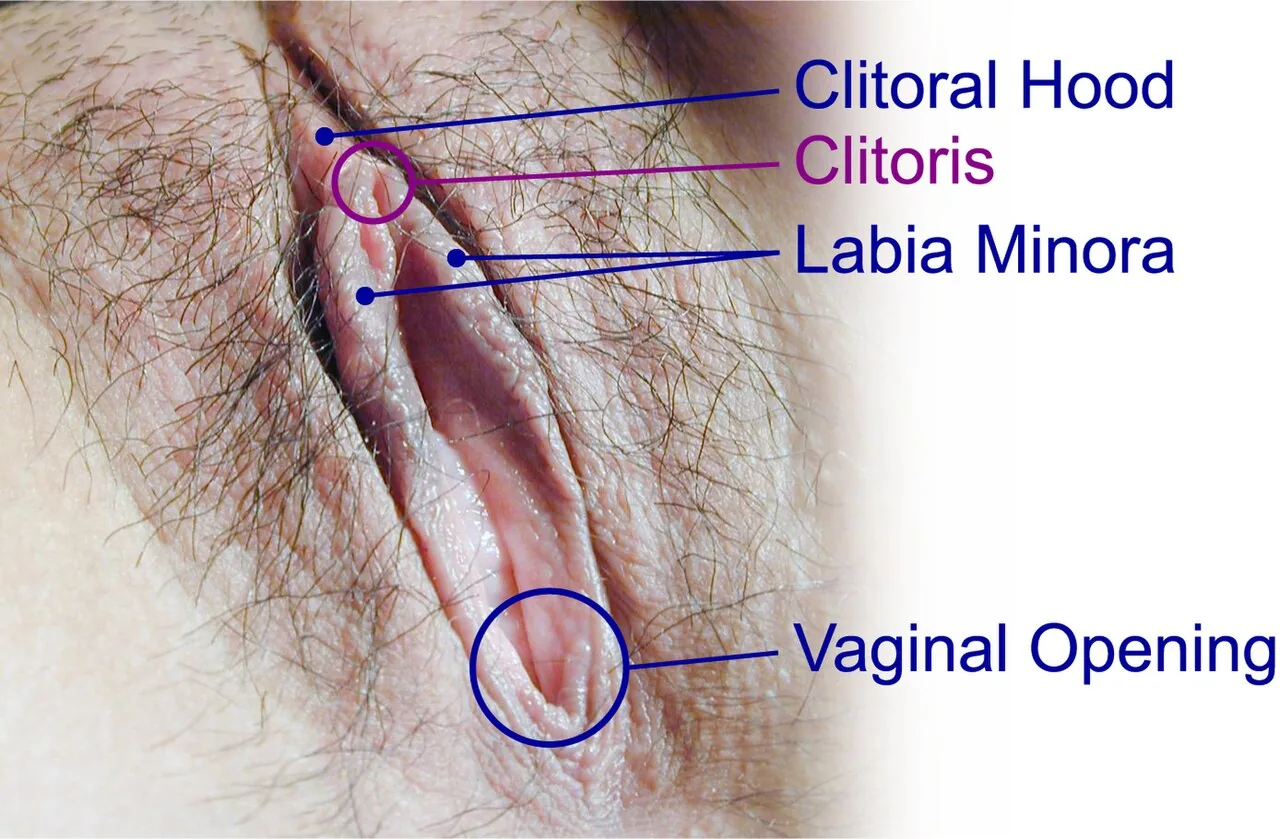 Annotated close-up photograph of the external female genitalia with labeled structures: clitoral hood at the top, clitoris (highlighted with a purple circle), labia minora, and vaginal opening (highlighted with a blue circle).