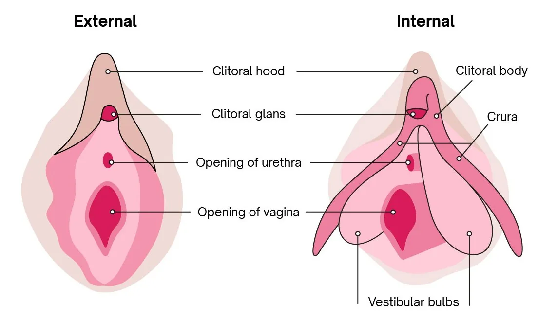 Anatomical diagram showing the clitoris in two side-by-side views. External view (left) labels the clitoral hood, clitoral glans, opening of the urethra, and opening of the vagina. Internal view (right) reveals additional structures: the clitoral body extending upward, two crura (arms) spreading on either side, and vestibular bulbs flanking the vaginal opening — showing that most of the clitoris lies beneath the surface.