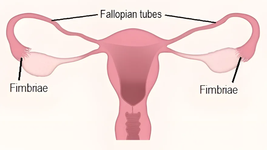 A close-up diagram of the fimbriae at the end of the fallopian tube, showing their finger-like projections extending toward the ovary to catch a released egg.