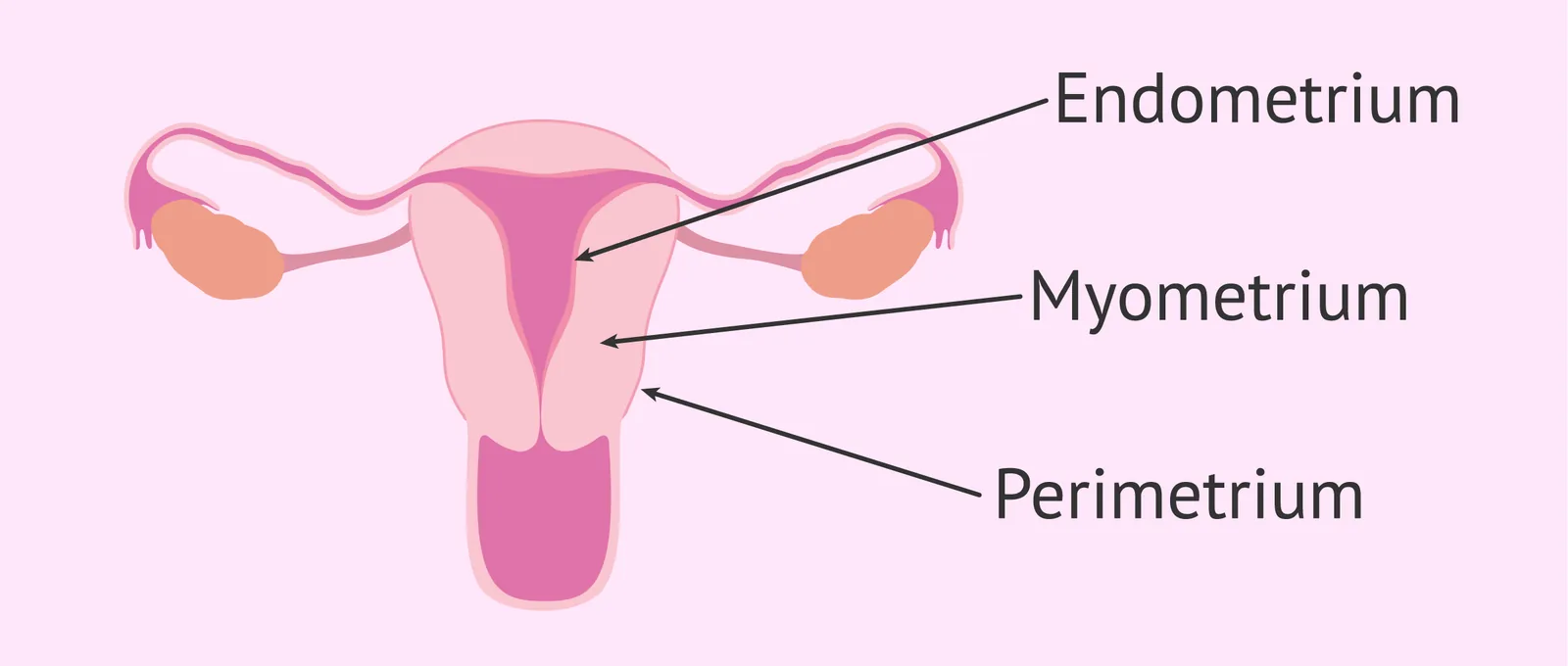 A cross-section diagram of the uterus showing its three layers: the innermost endometrium, the middle myometrium, and the outer perimetrium.