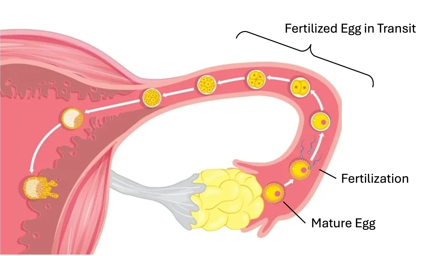 A diagram showing an egg being released from an ovary during ovulation and moving through the fallopian tube toward the uterus, with sperm shown approaching for fertilization.