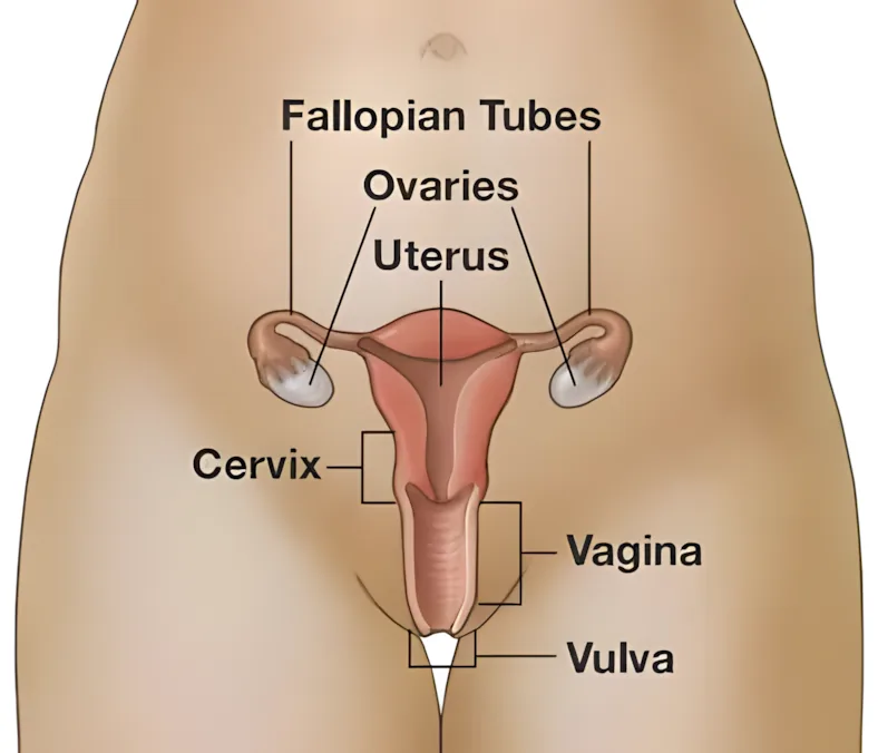 Anatomical illustration of the female reproductive system as seen from the front, superimposed on a stylized torso outline. Labeled structures include: fallopian tubes extending from either side of the uterus, ovaries on each side, the uterus as a central pear-shaped body, the cervix (lower narrow portion), the vagina (canal below the cervix), and the vulva at the exterior.