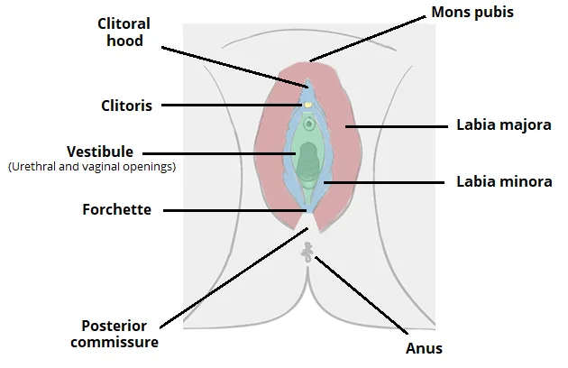 Anatomical diagram of the external female genitalia (vulva) viewed from the front, with labeled structures including: mons pubis, clitoral hood, clitoris, vestibule (containing the urethral and vaginal openings), labia majora, labia minora, fourchette, posterior commissure, and anus. The diagram uses color-coded regions on a neutral gray background.