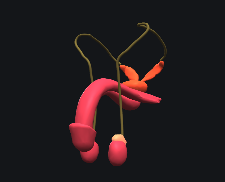Screenshot of the interactive 3-D model of the male reproductive system, showing the penis, testis, vas deferens, seminal vesicles, and prostate rendered as separate colored structures.
