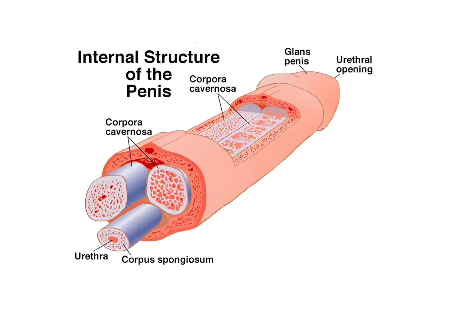 A cross-sectional diagram of the penis showing the two corpora cavernosa, the corpus spongiosum, and the urethra running through the center.