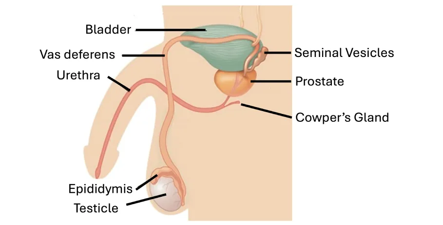 A sagittal cross-section diagram of the male pelvis showing the full sperm pathway: from the testes through the epididymis, vas deferens, seminal vesicles, prostate gland, and urethra.