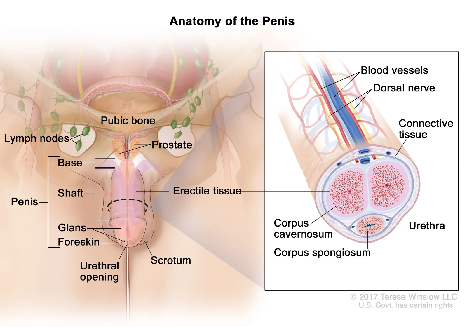 A labeled anatomical diagram of the external penis showing the glans, shaft, root, meatus, corona, and frenulum.