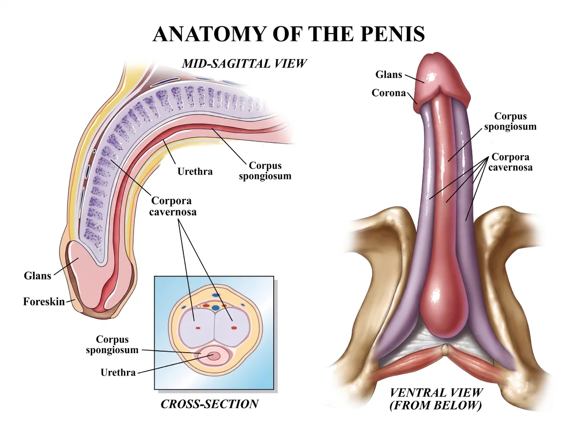 A detailed diagram of the glans showing the corona ridge, frenulum on the underside, and meatus at the tip.