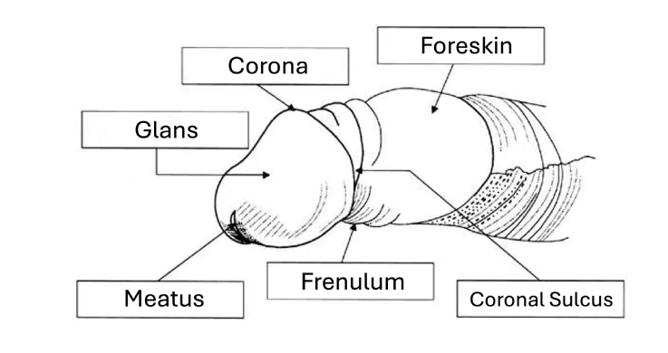A lateral anatomical view of the penis illustrating the internal structures and their arrangement within the shaft.
