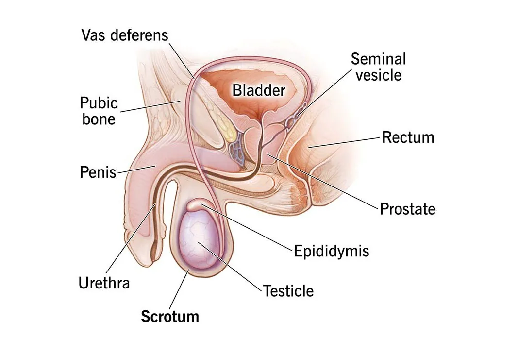 An anatomical illustration of the scrotum and testes, showing the two compartments separated by a midline ridge called the raphe.