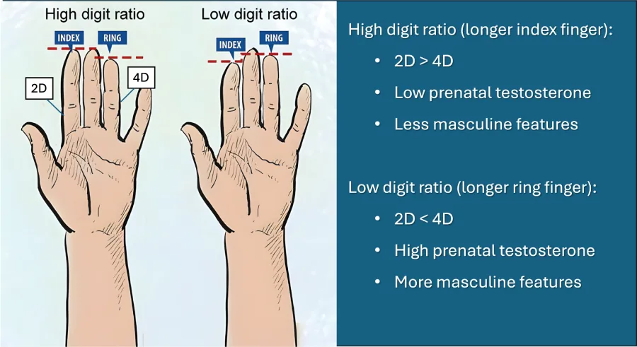 A diagram showing how to compare the lengths of the index and ring fingers to estimate the 2D:4D digit ratio.