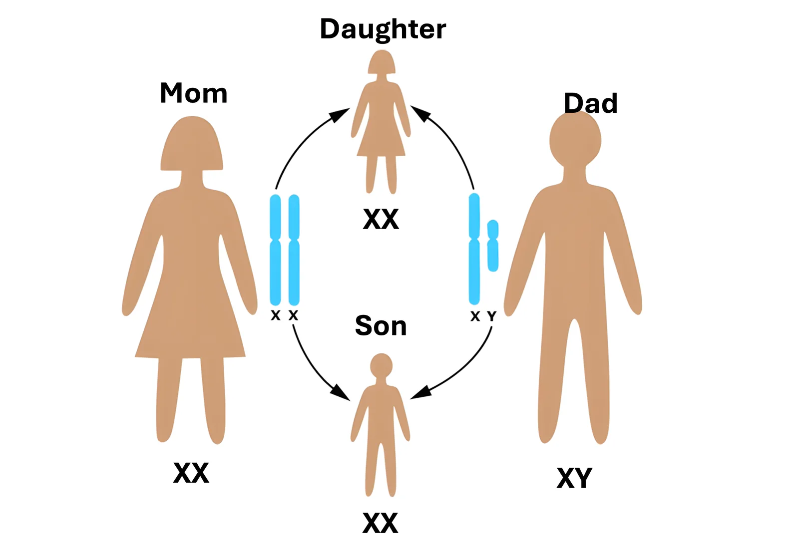 A Punnett-style diagram showing that the mother contributes an X chromosome while the father contributes either an X or a Y, determining the child's sex.