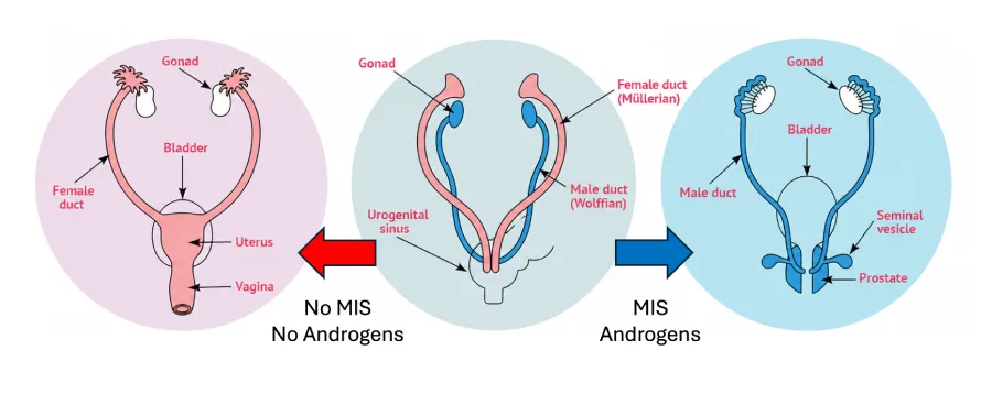 A diagram showing the Müllerian ducts developing into female structures and the Wolffian ducts developing into male structures.