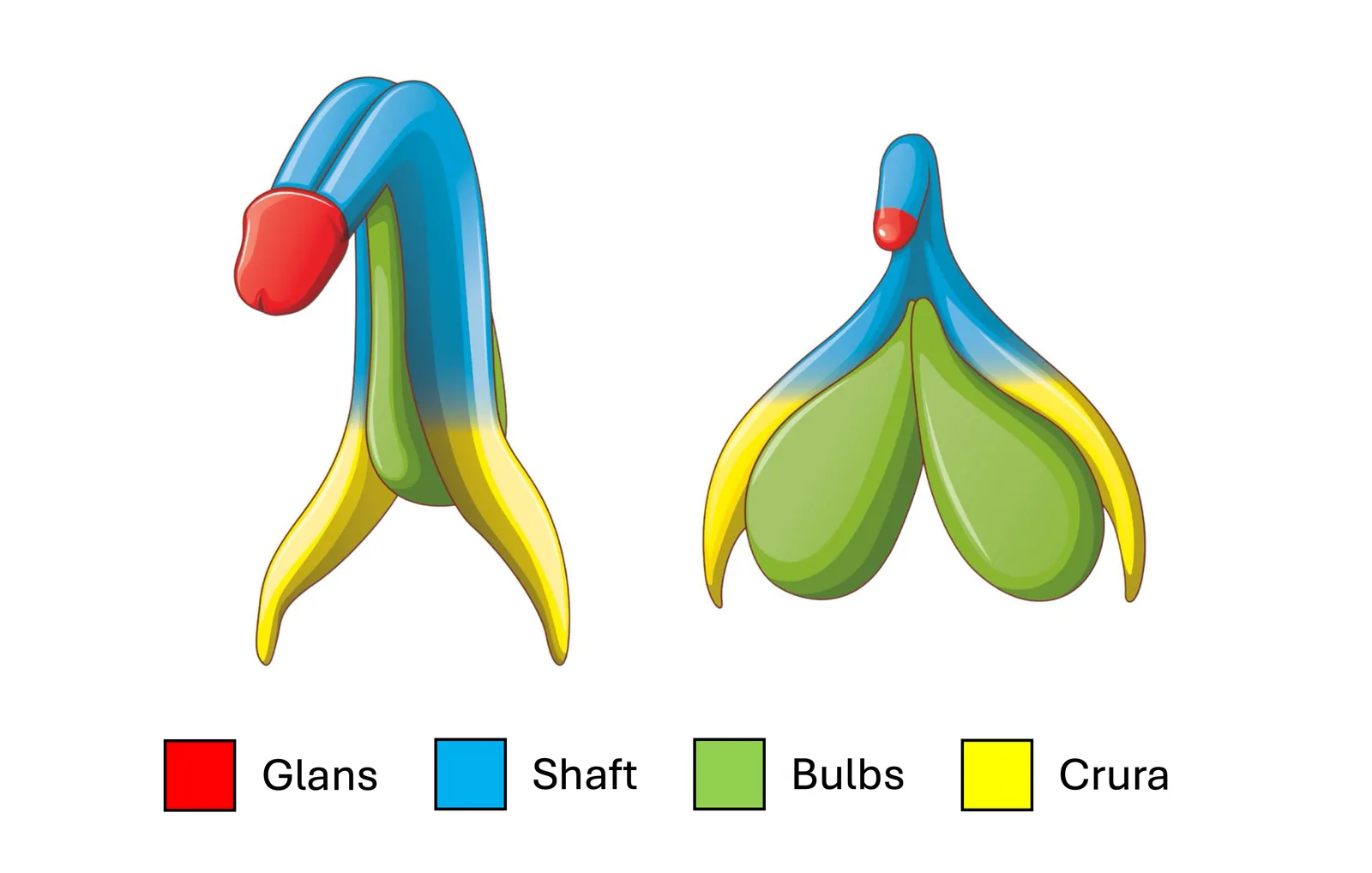 A diagram pairing male and female reproductive structures that develop from the same embryonic tissue, such as the penis and clitoris and the scrotum and outer labia.
