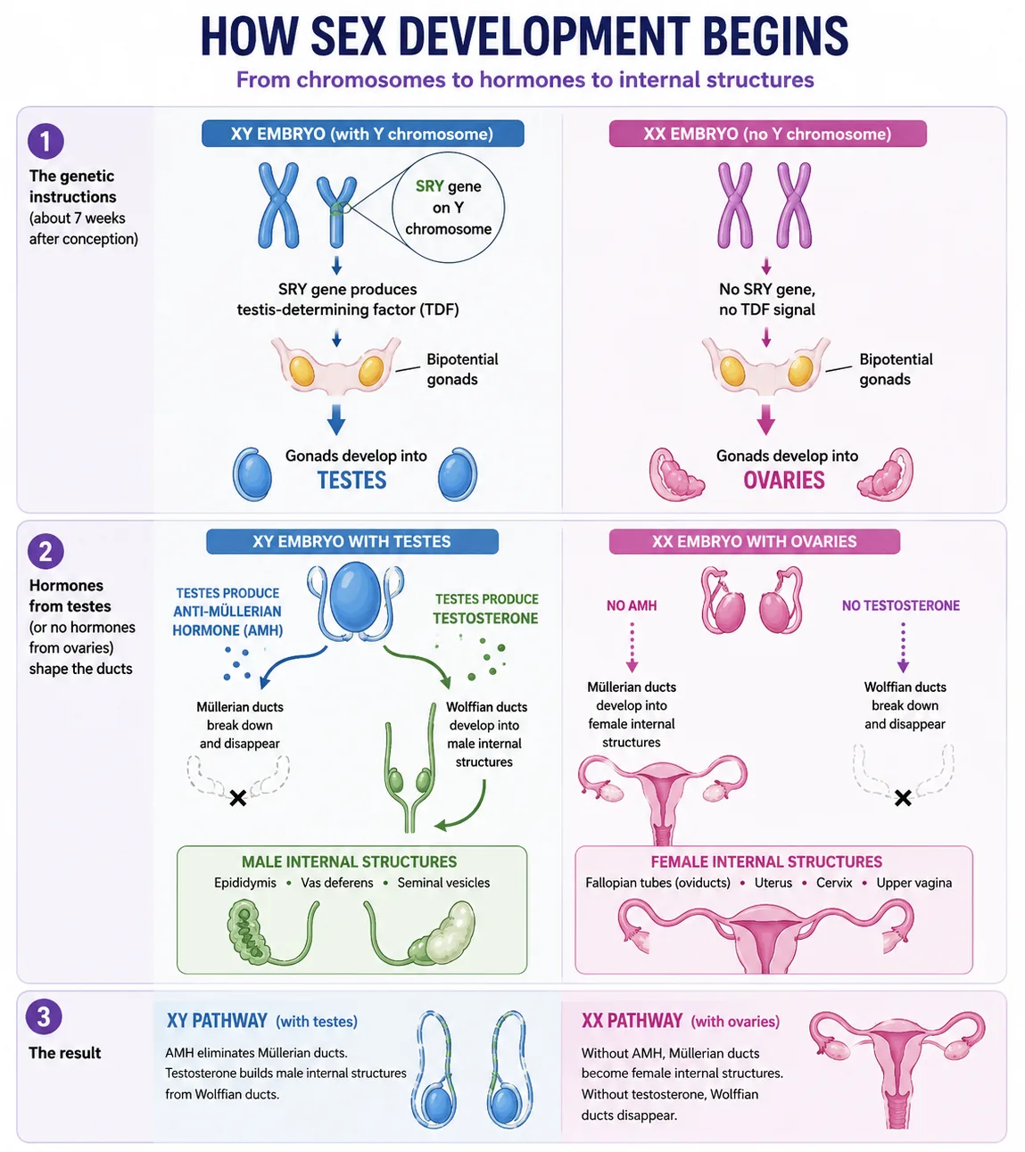 A detailed diagram tracing the divergence of male and female reproductive structures during prenatal development.