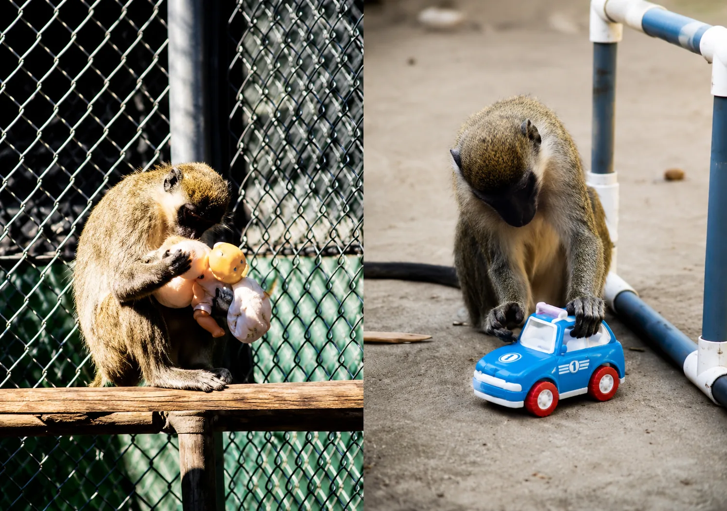 A photo of vervet monkeys interacting with toys, showing sex-typed toy preferences without cultural influence.