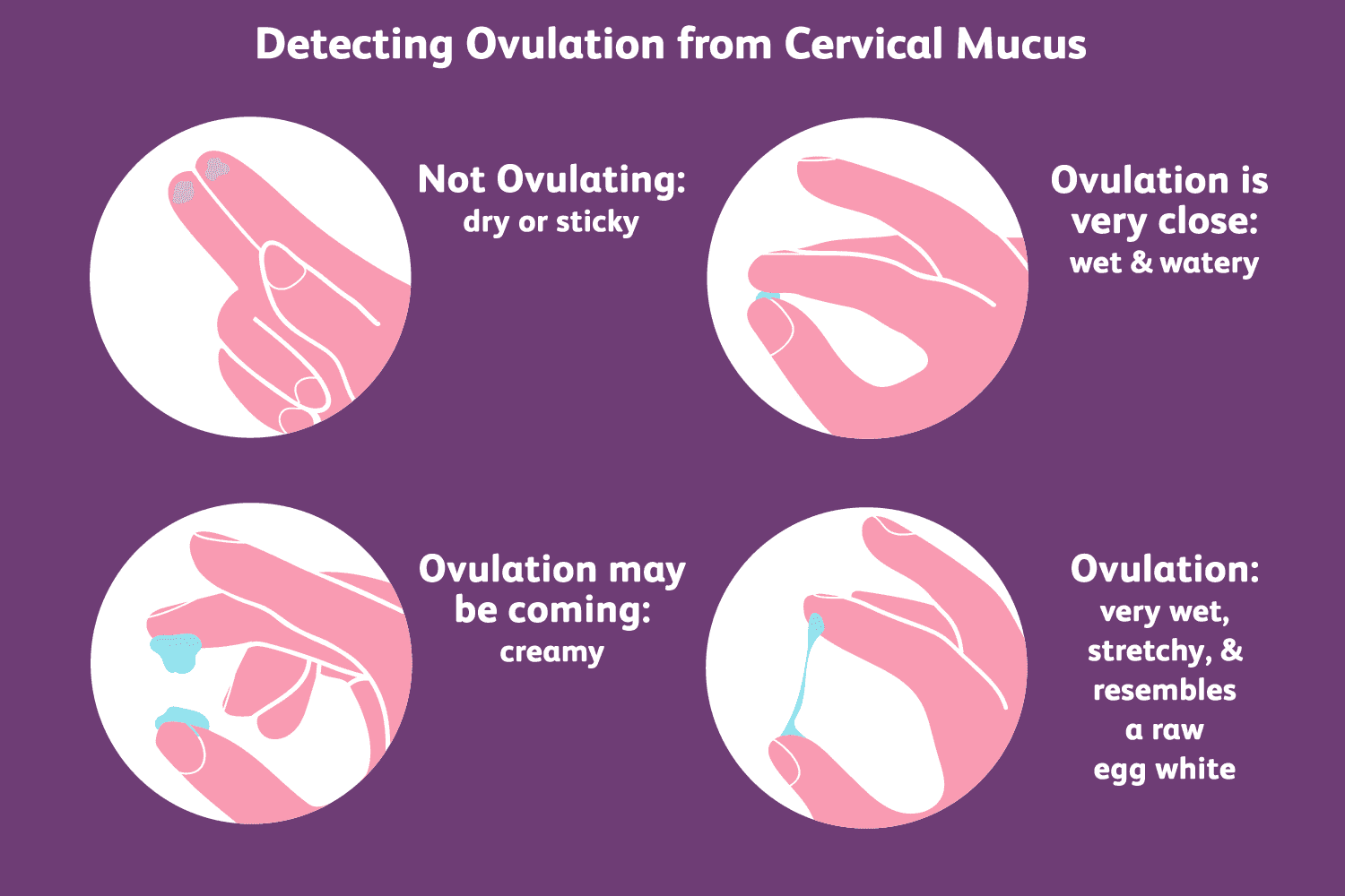 Comparison of cervical mucus consistency across the cycle.