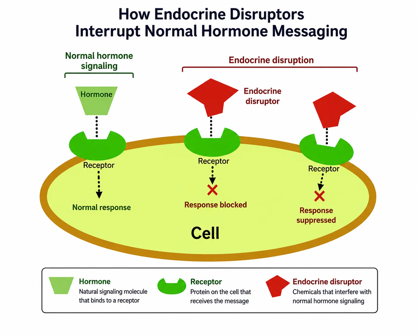 Illustration of endocrine-disrupting chemicals interfering with hormone signaling.