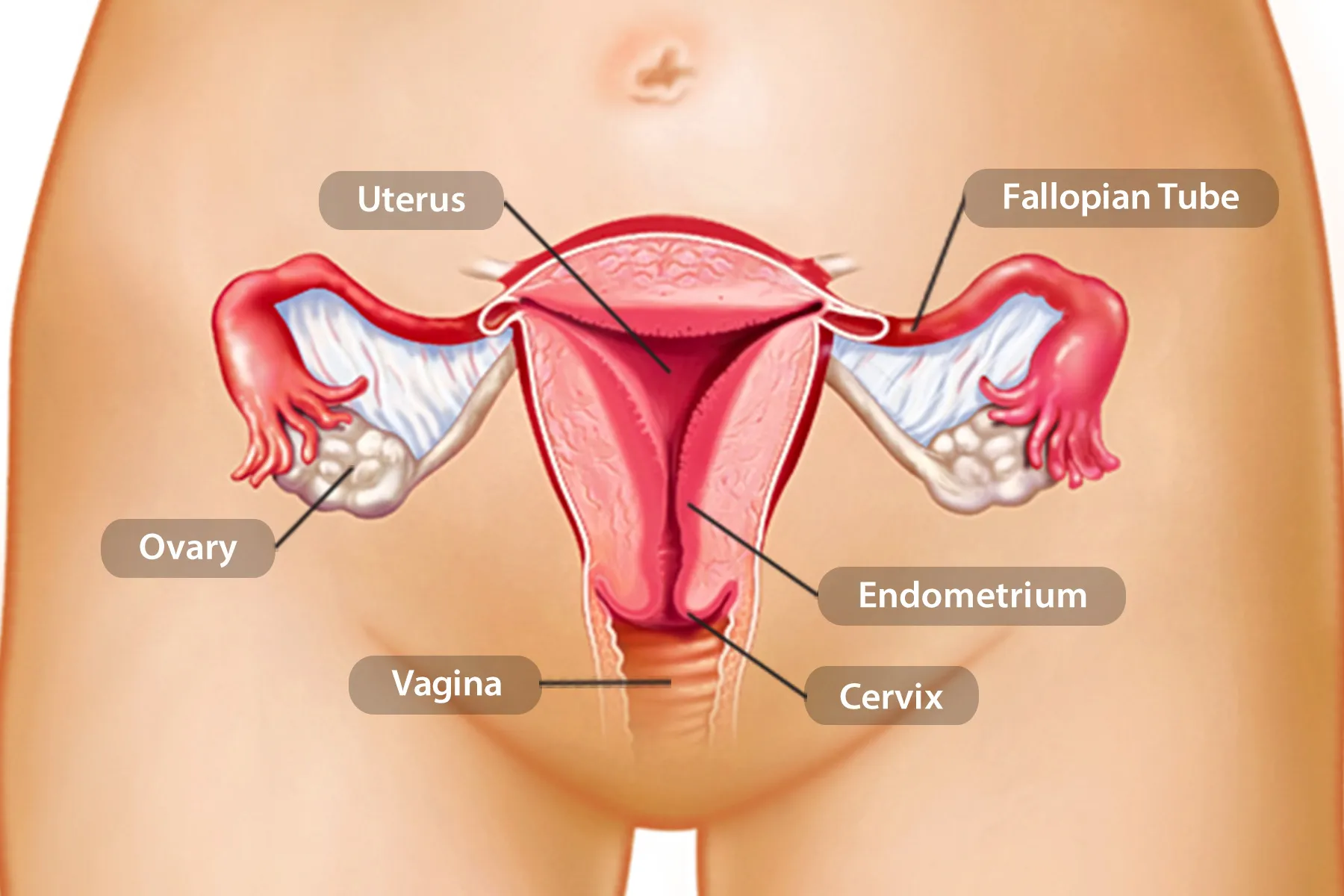 Cross-section of the uterus showing the endometrial lining.