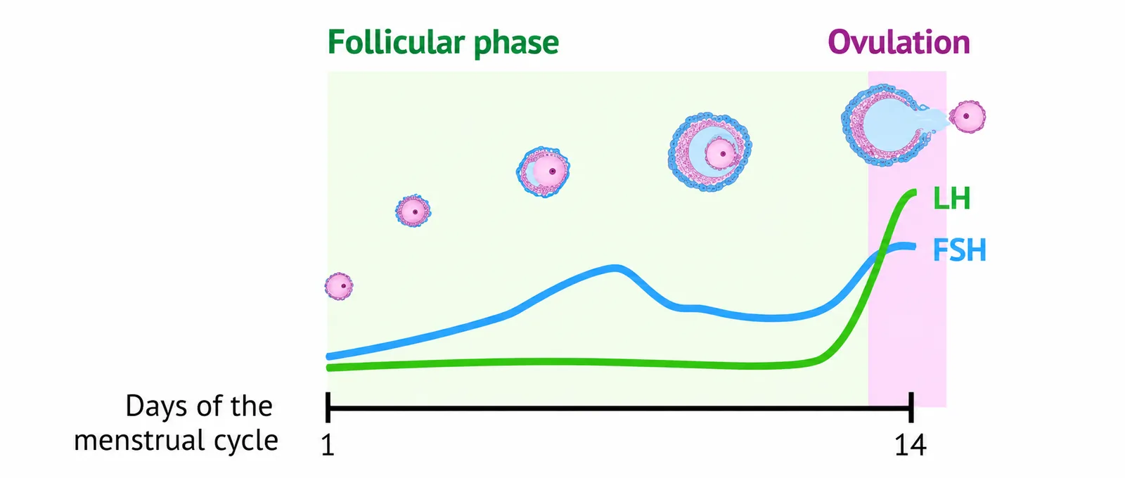 Graph of hormone levels across the menstrual cycle, peaking near ovulation.