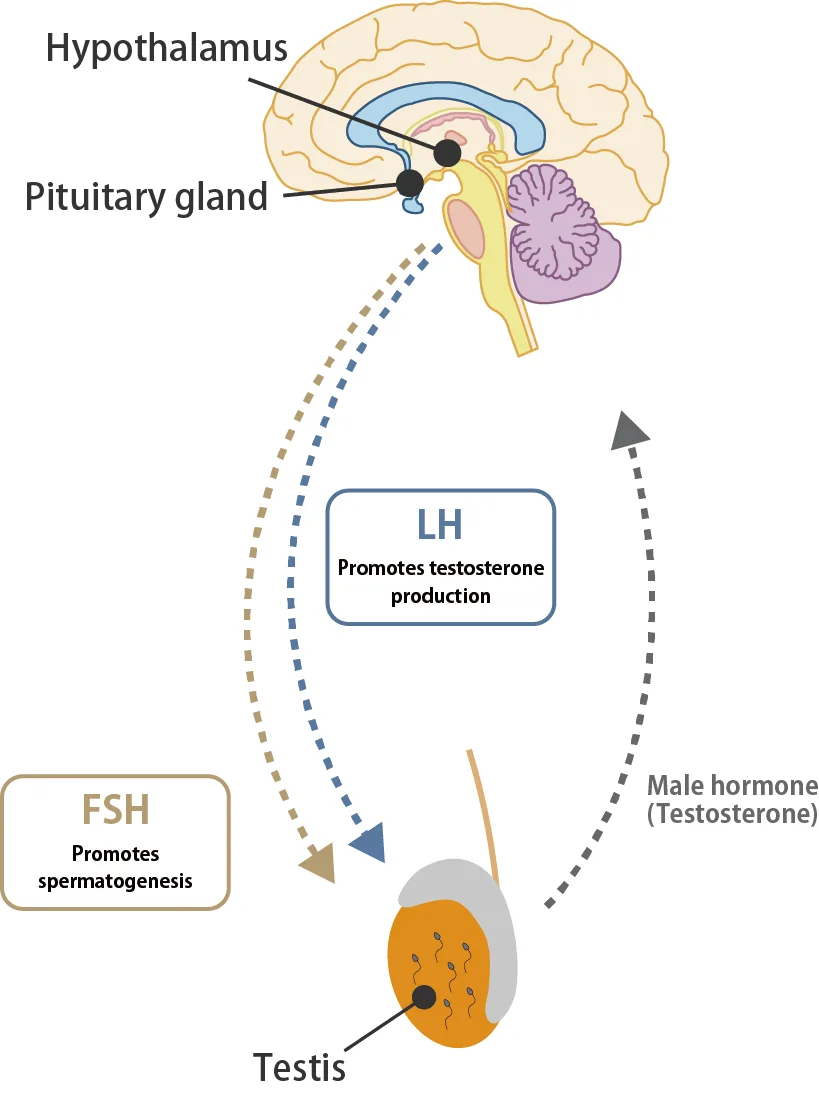 Diagram of FSH and LH signaling to the testes.