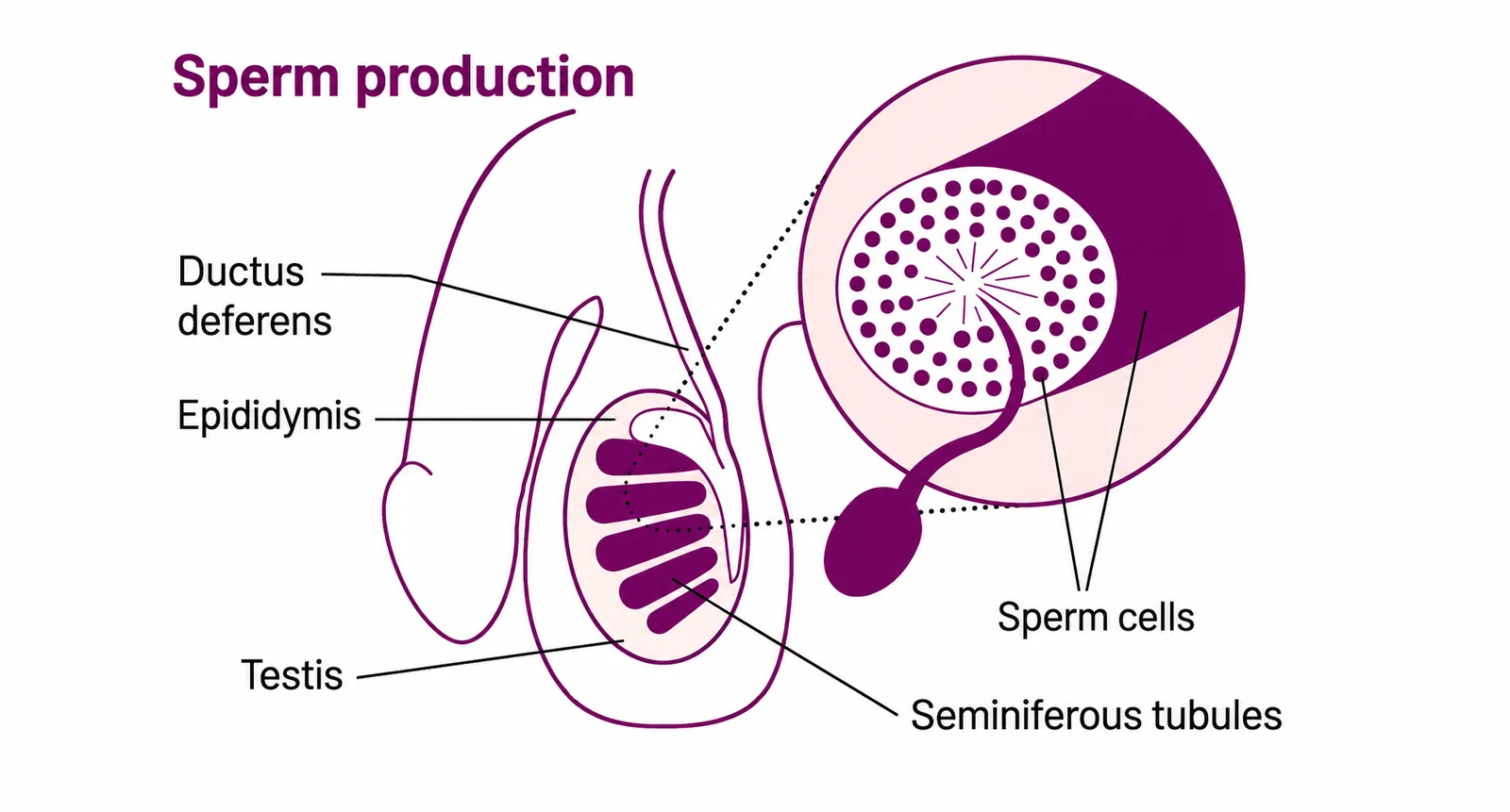 Cross-section of a seminiferous tubule showing developing sperm.