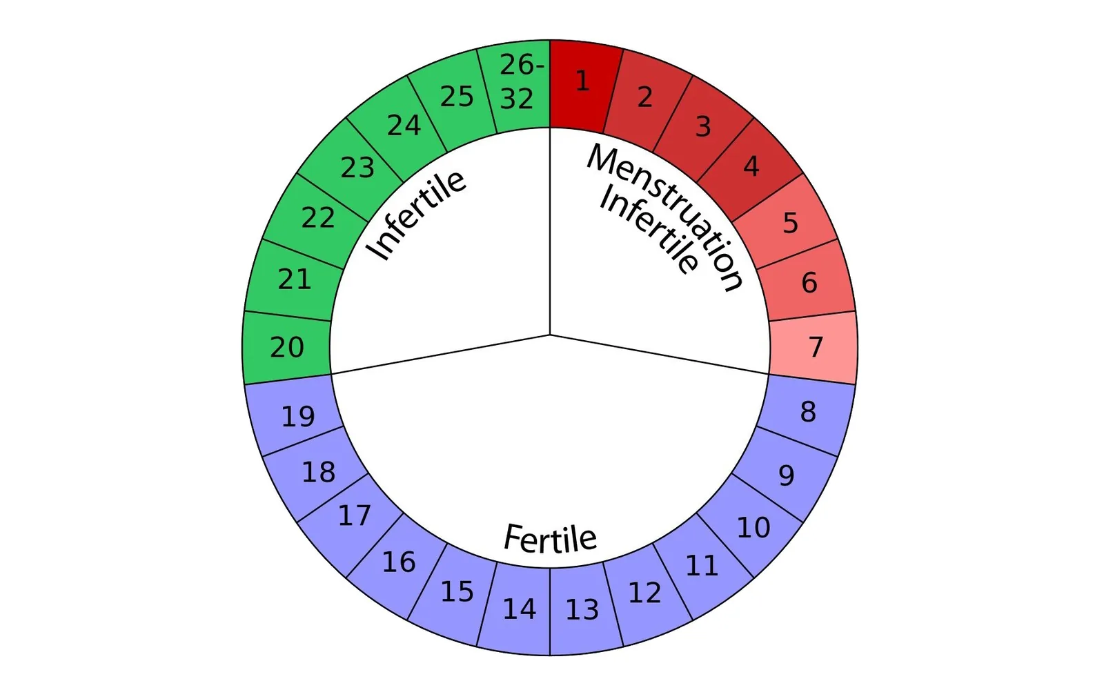 A fertility-awareness calendar for tracking the ovulatory cycle.