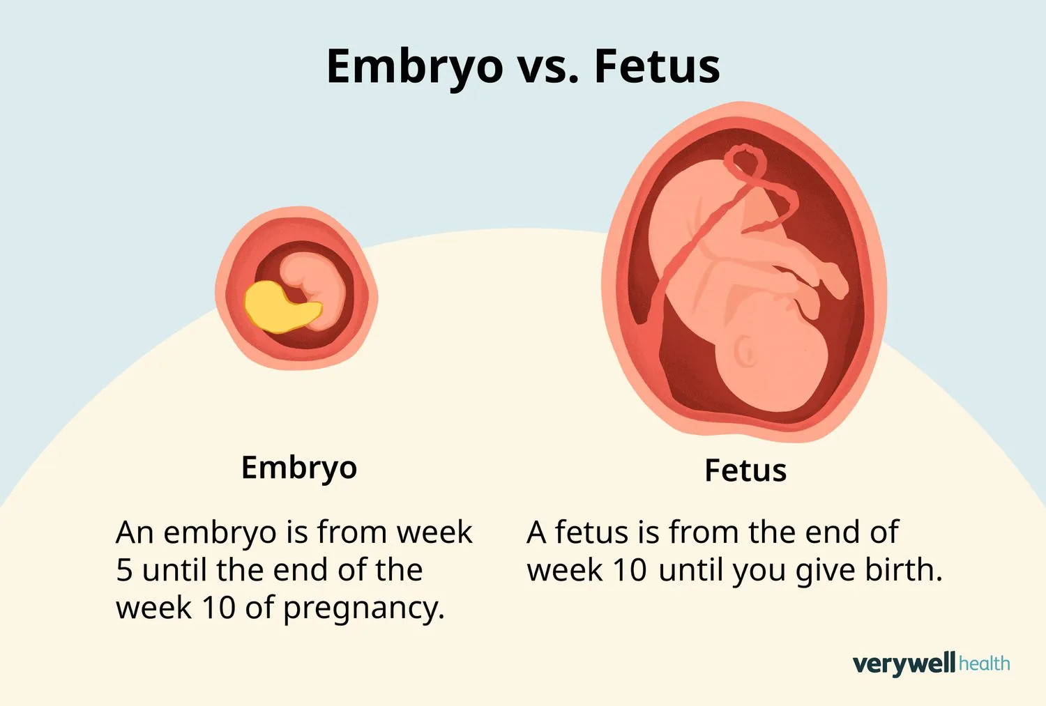 Side-by-side comparison illustrating the difference between an embryo and a fetus.