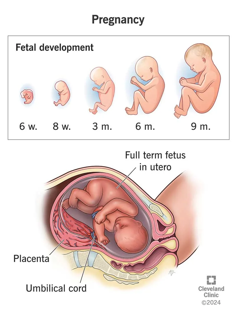 Illustration of fetal development across the weeks of pregnancy, showing increasing size and detail.