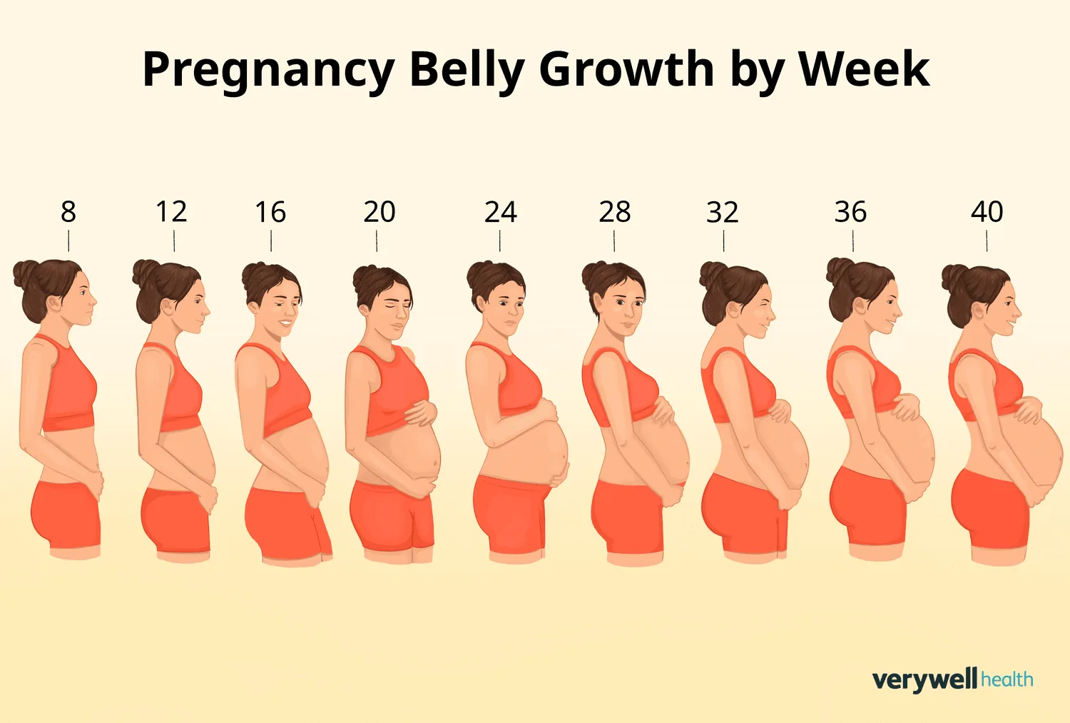 Illustration showing the progressive growth of a pregnant belly across the weeks of pregnancy.