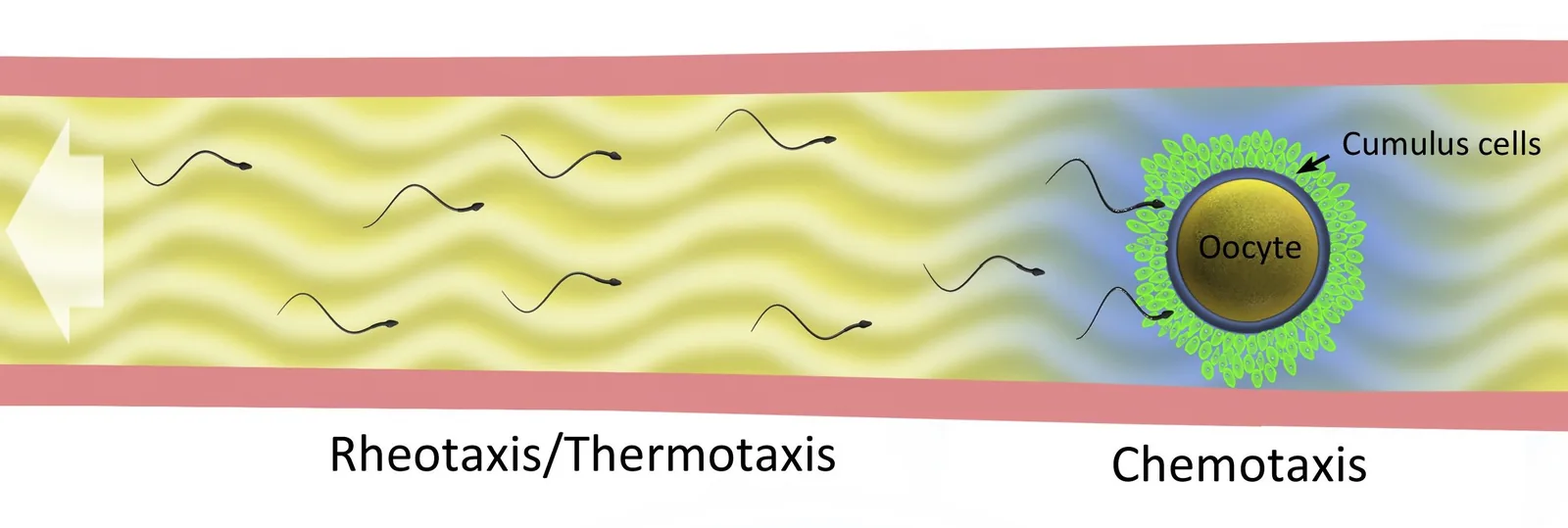 Diagram showing sperm guided through the female reproductive tract by rheotaxis, thermotaxis, and chemotaxis toward the egg.