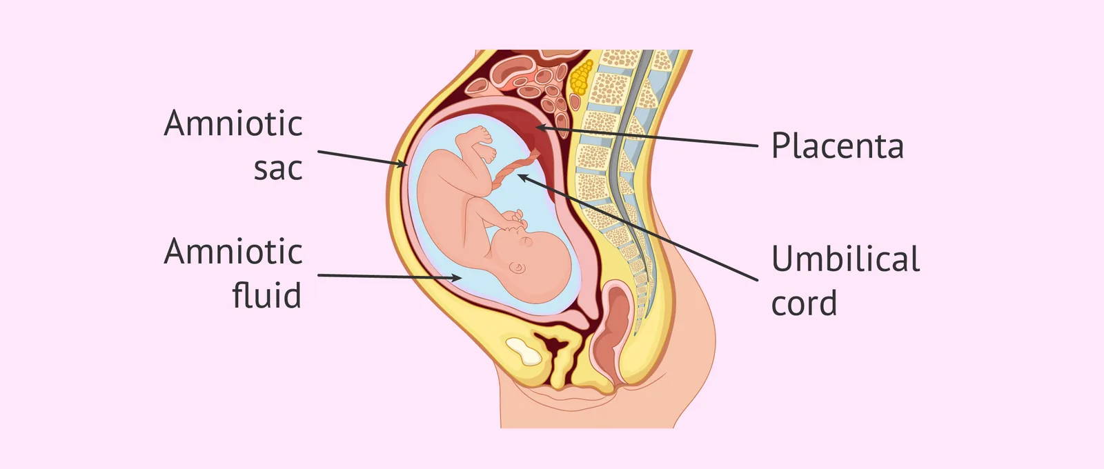 Diagram of the fetus in the uterus showing the placenta, umbilical cord, and amniotic sac filled with amniotic fluid.
