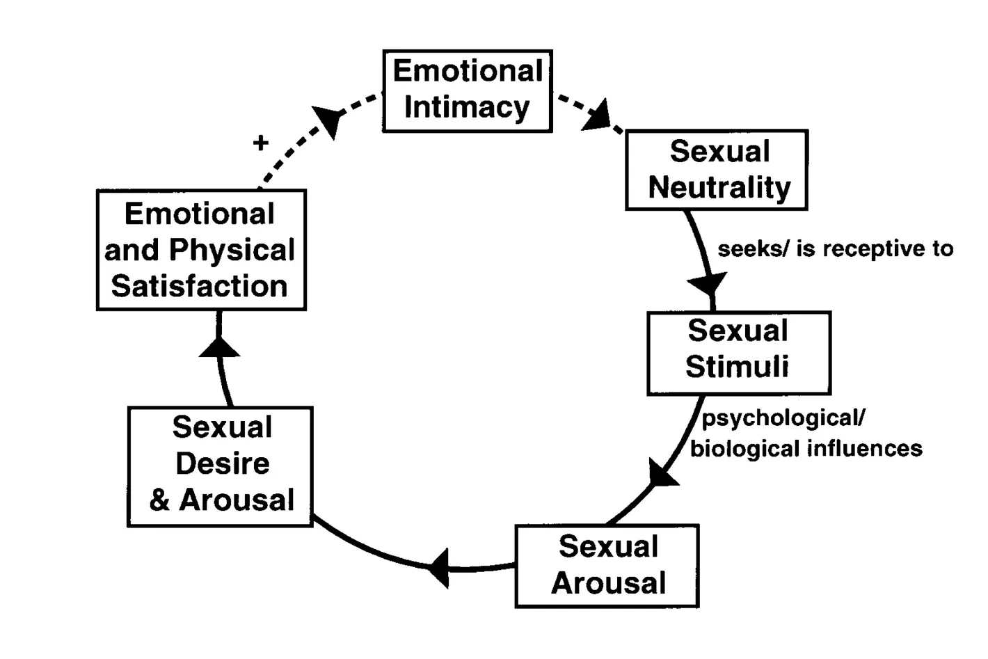 A circular diagram of Basson's intimacy model showing how sexual stimulation can lead to arousal and then desire, rather than desire always coming first.