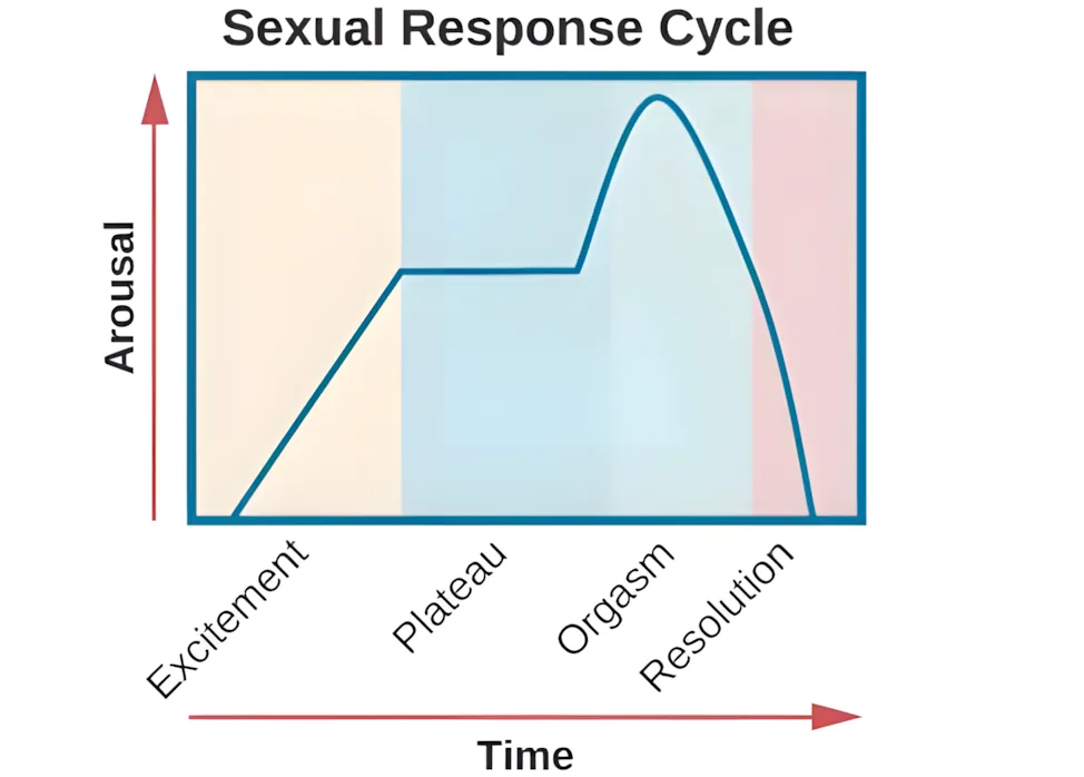 A line graph of Masters and Johnson's four-stage model of sexual response: excitement, plateau, orgasm, and resolution.